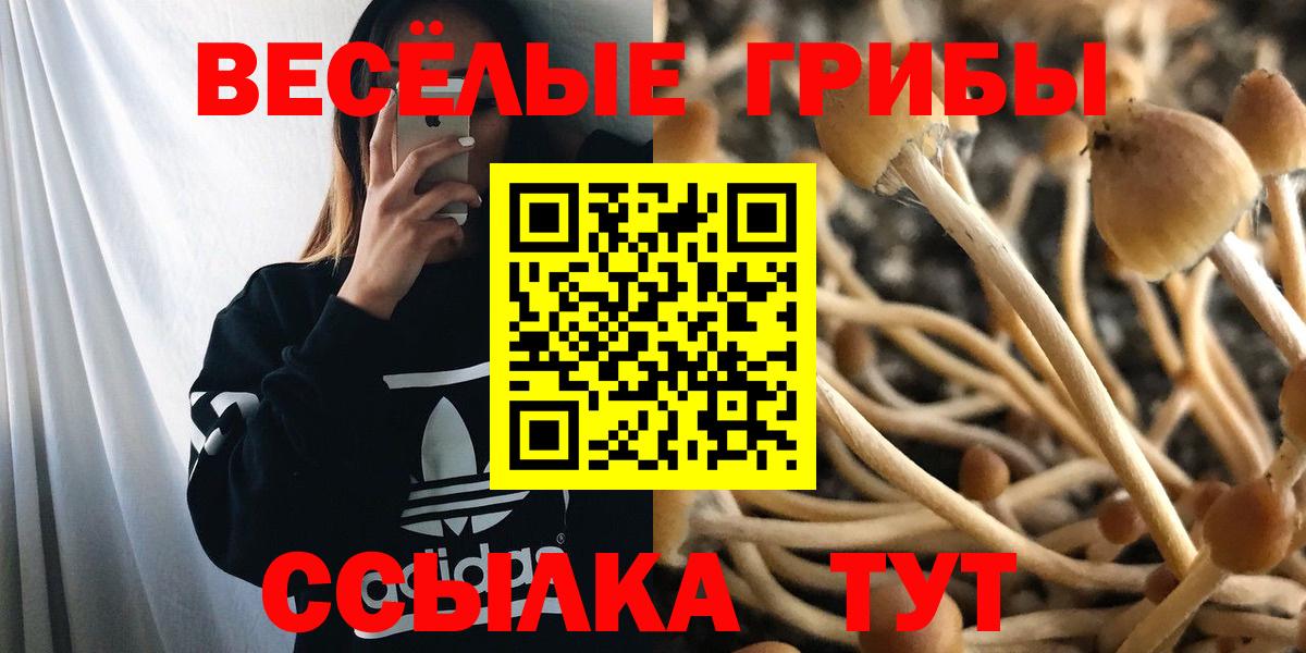 Псилоцибиновые грибы Cubensis  Вход с VPN  Кемерово 